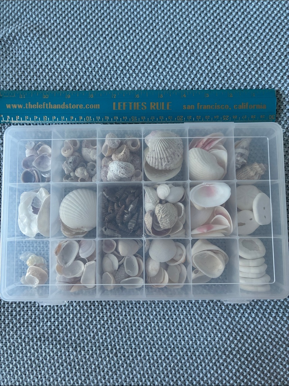 Clear Plastic Compartment Organizer Box  filled with a variety of sea shells